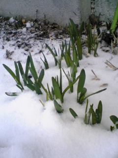 雪に埋もれた新芽.JPG